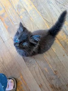 2 Adorable Kittens - Photo 4