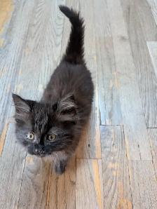 2 Adorable Kittens - Photo 5