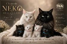 Maine Coon a vendre