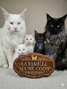 Maine Coon a vendre - Photo 2