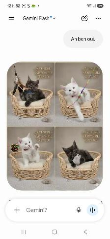 Maine Coon a vendre - Photo 3