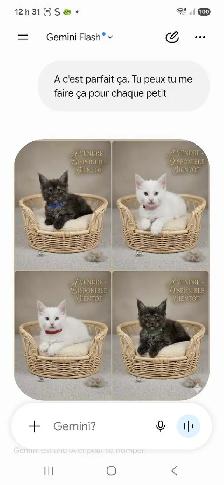 Maine Coon a vendre - Photo 4