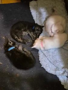 Maine Coon a vendre - Photo 5