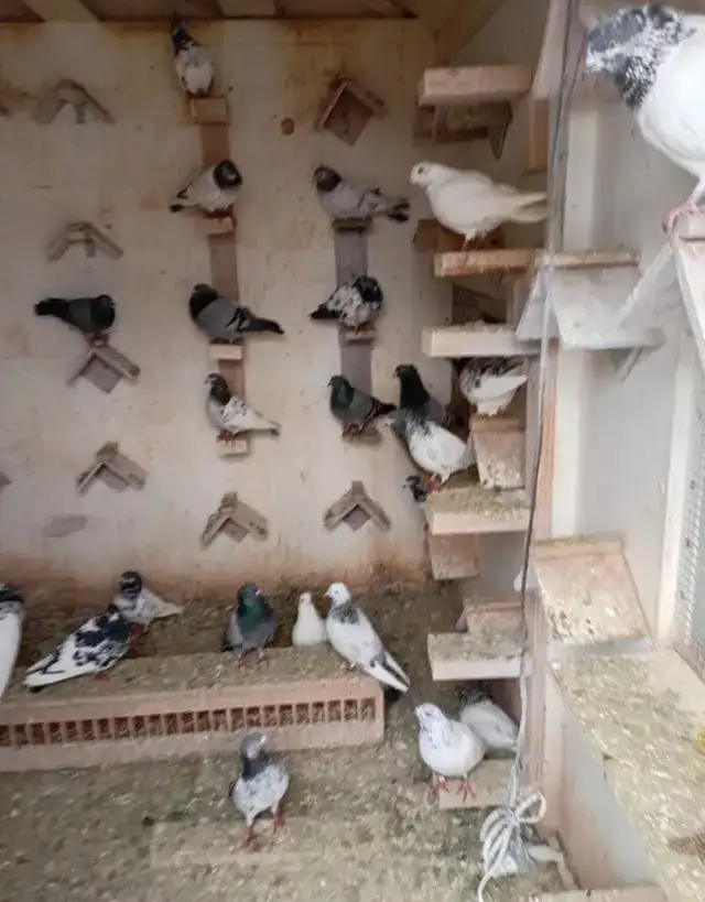 Pakistani Pigeons for Sale