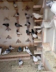 Pakistani Pigeons for Sale
