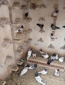 Pakistani Pigeons for Sale - Photo 2