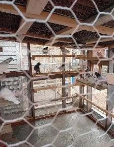 Pakistani Pigeons for Sale - Photo 3