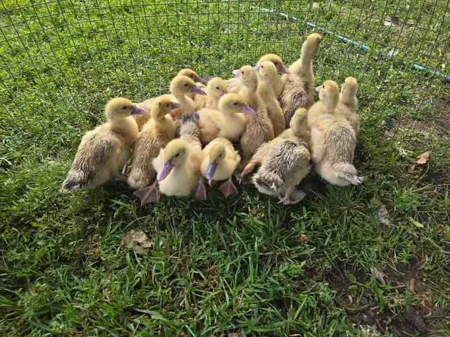 Ducklings for Sale