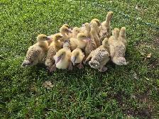 Ducklings for Sale