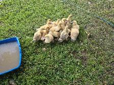 Ducklings for Sale - Photo 2