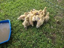 Ducklings for Sale - Photo 3