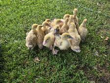 Ducklings for Sale - Photo 4