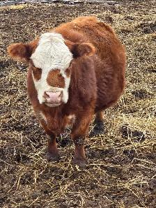 Miniature Herford Cow - Photo 2