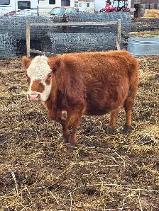 Miniature Herford Cow - Photo 3