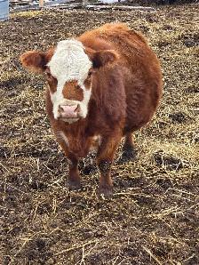Miniature Herford Cow - Photo 4