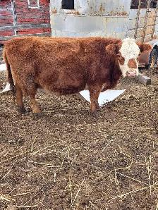 Miniature Herford Cow - Photo 5