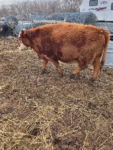 Miniature Herford Cow - Photo 6