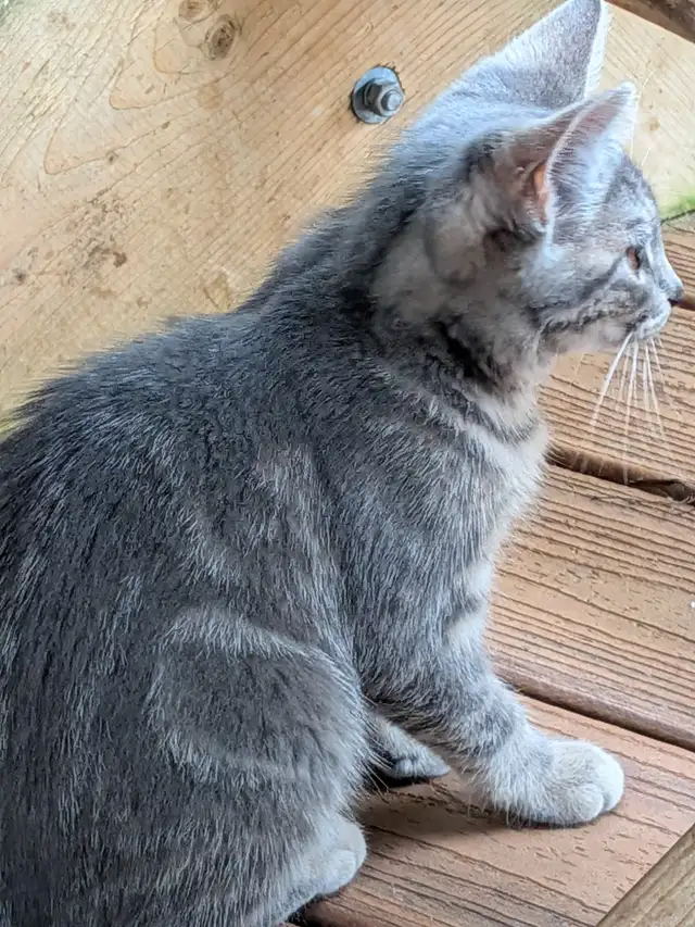 3-month-old Kittens