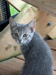 3-month-old Kittens - Photo 2