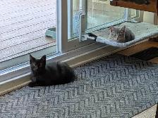 3-month-old Kittens - Photo 3