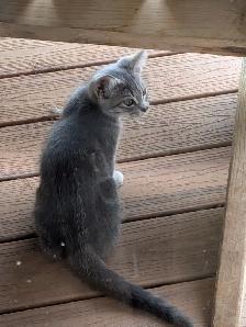 3-month-old Kittens - Photo 4
