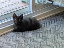 3-month-old Kittens - Photo 5