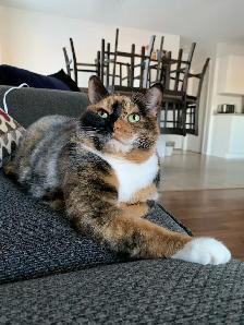 Free cat to rehome