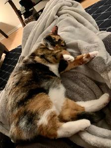 Free cat to rehome - Photo 2