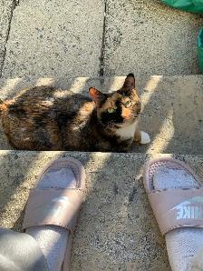 Free cat to rehome - Photo 3