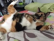 Free cat to rehome - Photo 4