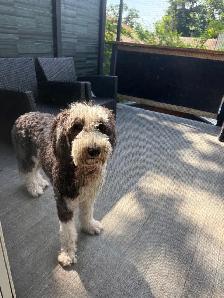 2 YEAR OLD MALE SHEEPADOODLE  DOG FOR REHOMING