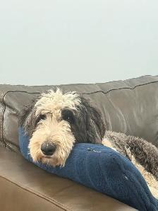 2 YEAR OLD MALE SHEEPADOODLE  DOG FOR REHOMING - Photo 3
