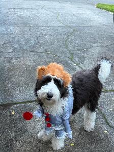 2 YEAR OLD MALE SHEEPADOODLE  DOG FOR REHOMING - Photo 4