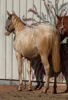 2024 AQHA "GT Frenchman’s Hope"
