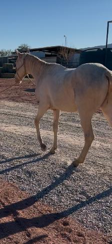 2024 AQHA "GT Frenchman’s Hope" - Photo 2