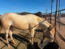 2024 AQHA "GT Frenchman’s Hope" - Photo 3
