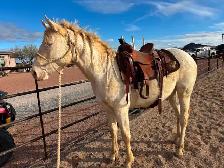 2024 AQHA "GT Frenchman’s Hope" - Photo 4