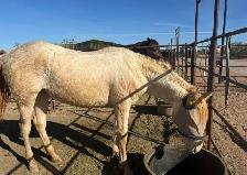 2024 AQHA "GT Frenchman’s Hope" - Photo 5