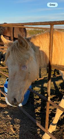 2024 AQHA "GT Frenchman’s Hope" - Photo 6
