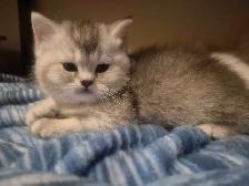 BritishShortHair Kittens!