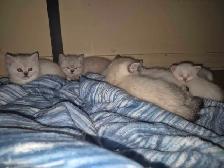 BritishShortHair Kittens! - Photo 2