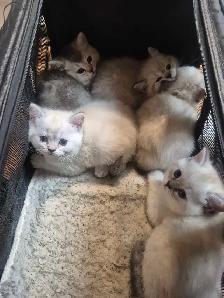 BritishShortHair Kittens! - Photo 3