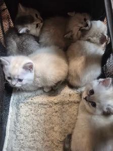 BritishShortHair Kittens! - Photo 4