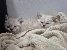 BritishShortHair Kittens! - Photo 5