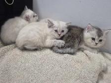 BritishShortHair Kittens! - Photo 6