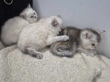 BritishShortHair Kittens! - Photo 7