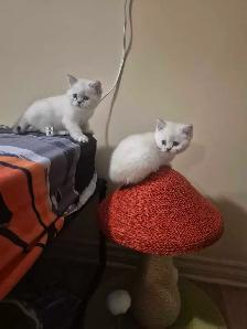 BritishShortHair Kittens! - Photo 8