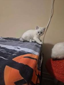 BritishShortHair Kittens! - Photo 9