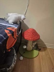 BritishShortHair Kittens! - Photo 10