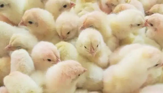 Blowout Sale  Cornish Giant Chicks